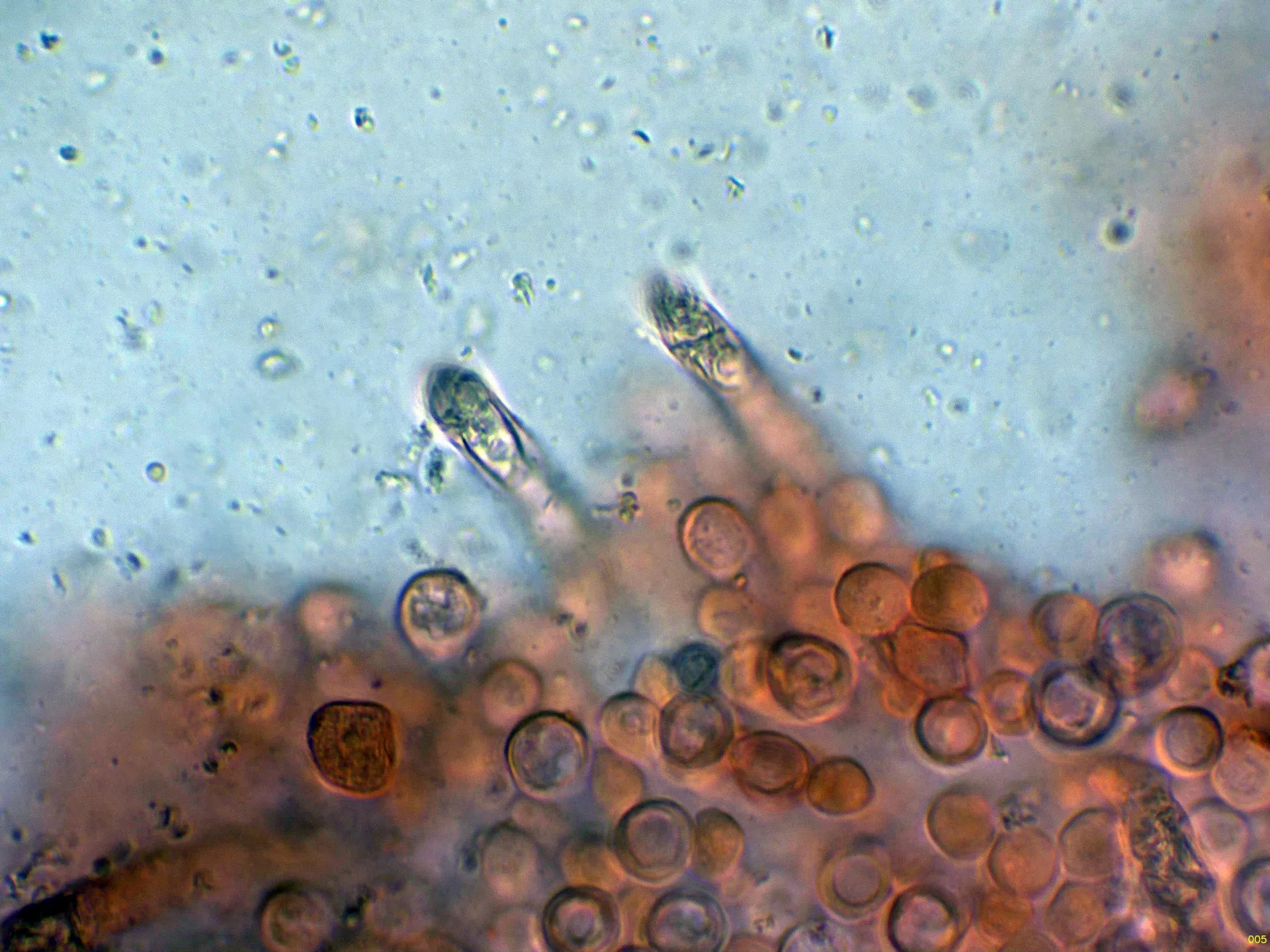 Microscopía de Lactarius albocarneus - 10 - Queilocistidios-005